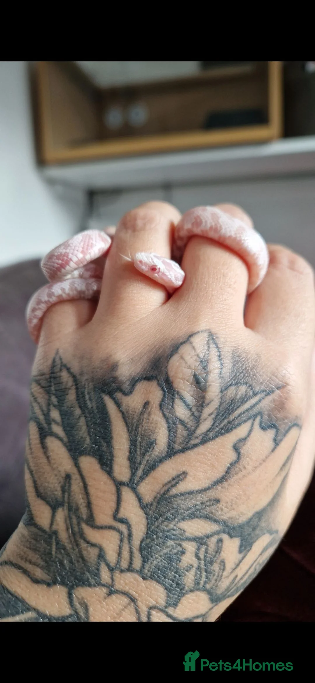 Corn Snake reptiles for sale: Snow corn snake in Stoke-on-Trent - Advert 4