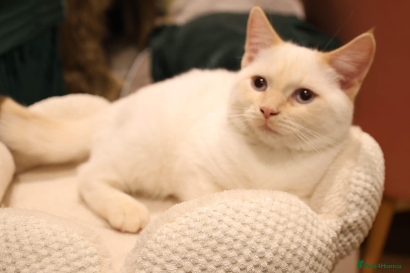 Siberian cats Beautiful  boy with blue eyes READY!! - Advert 1