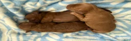 Cockapoo dogs for sale: Beautiful red puppies  - Advert 6