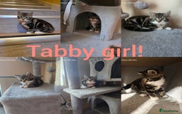 Mixed Breed cats for sale: 4 little kittens looking lovely new home.  - Image 3