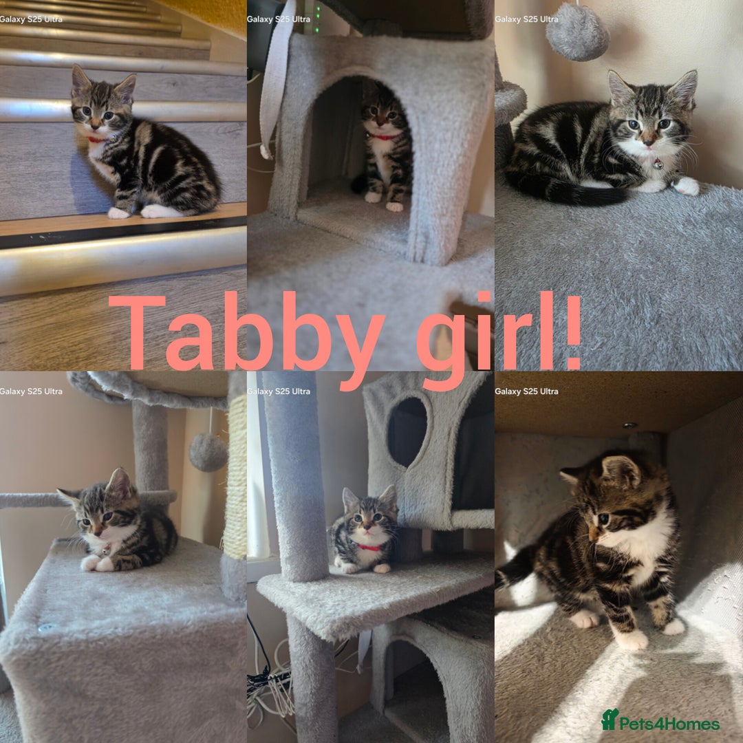 Mixed Breed cats for sale: 4 little kittens looking lovely new home.  - Image 3