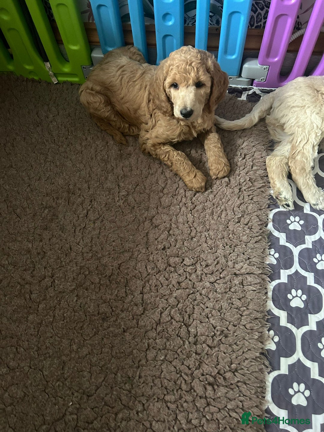 Standard Poodle dogs for sale: Beautiful standard poodle puppies - Advert 30