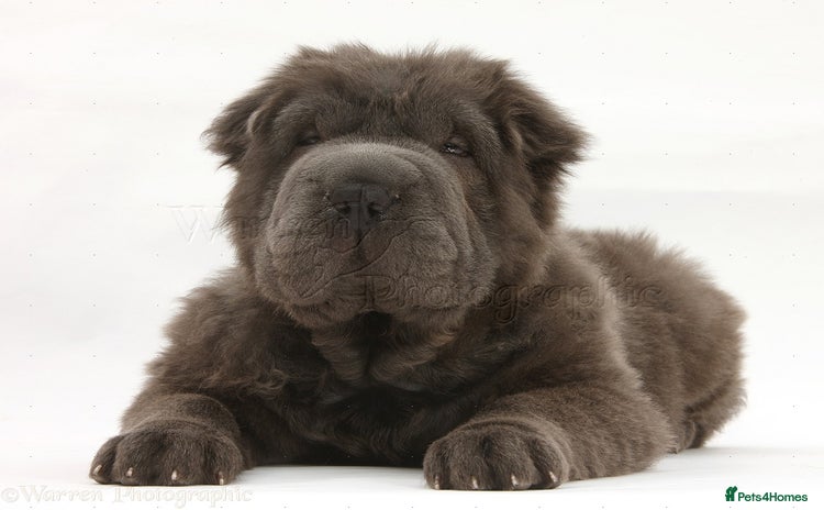Shar Pei dogs - Advert 4