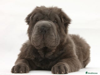 Shar Pei dogs - Advert 32