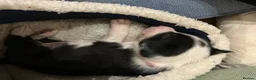 Border Collie dogs for sale: 3 girls and 2 boys for sale in Macclesfield - Advert 8