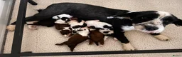 Tibetan Terrier dogs for sale: Araki Tibetan Terrier pup for sale. - Advert 3