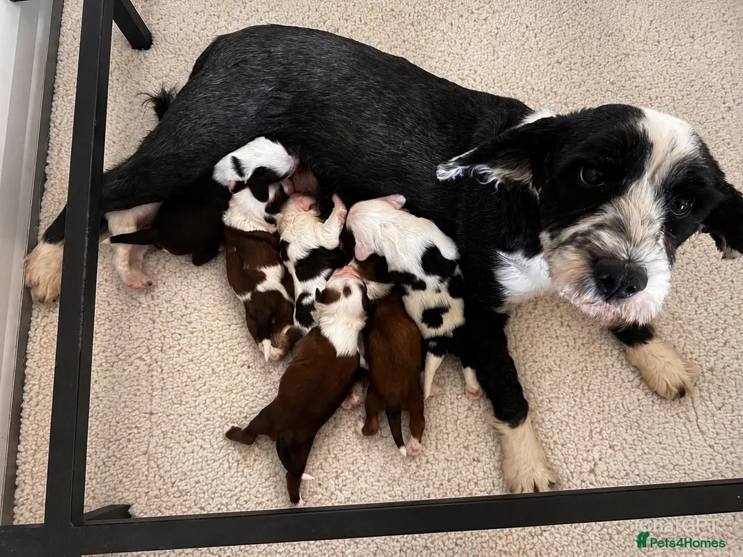 Tibetan Terrier dogs for sale: Araki Tibetan Terrier pup for sale. - Advert 3