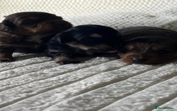 Jackapoo dogs for sale: 🐶🐾 F1 Minature Jackapoos 🐶🐾 - Image 8