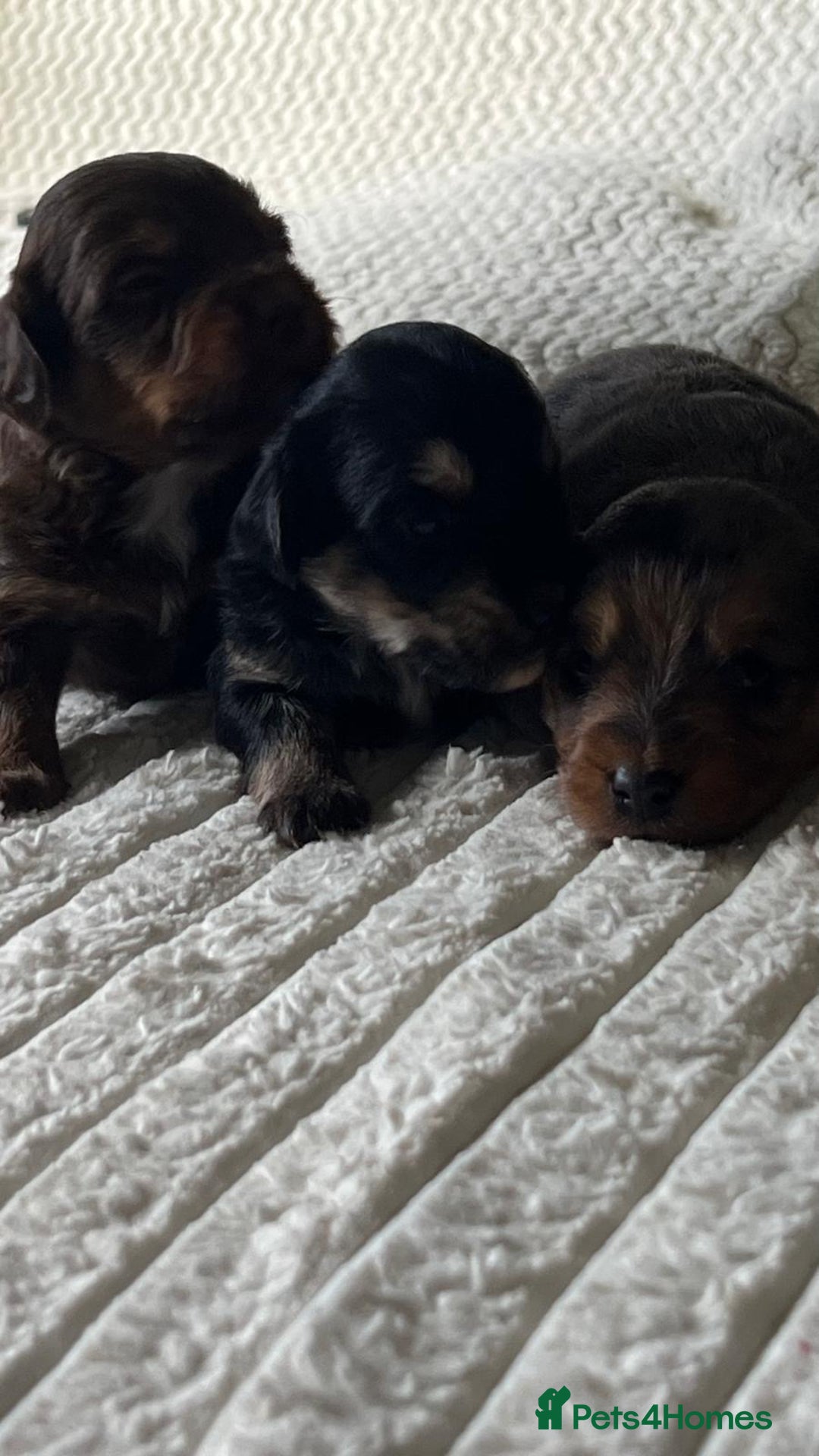 Jackapoo dogs for sale: 🐶🐾 F1 Minature Jackapoos 🐶🐾 - Image 8