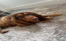 Cocker Spaniel dogs for sale: Cocker Spaniel for Sale - Image 2