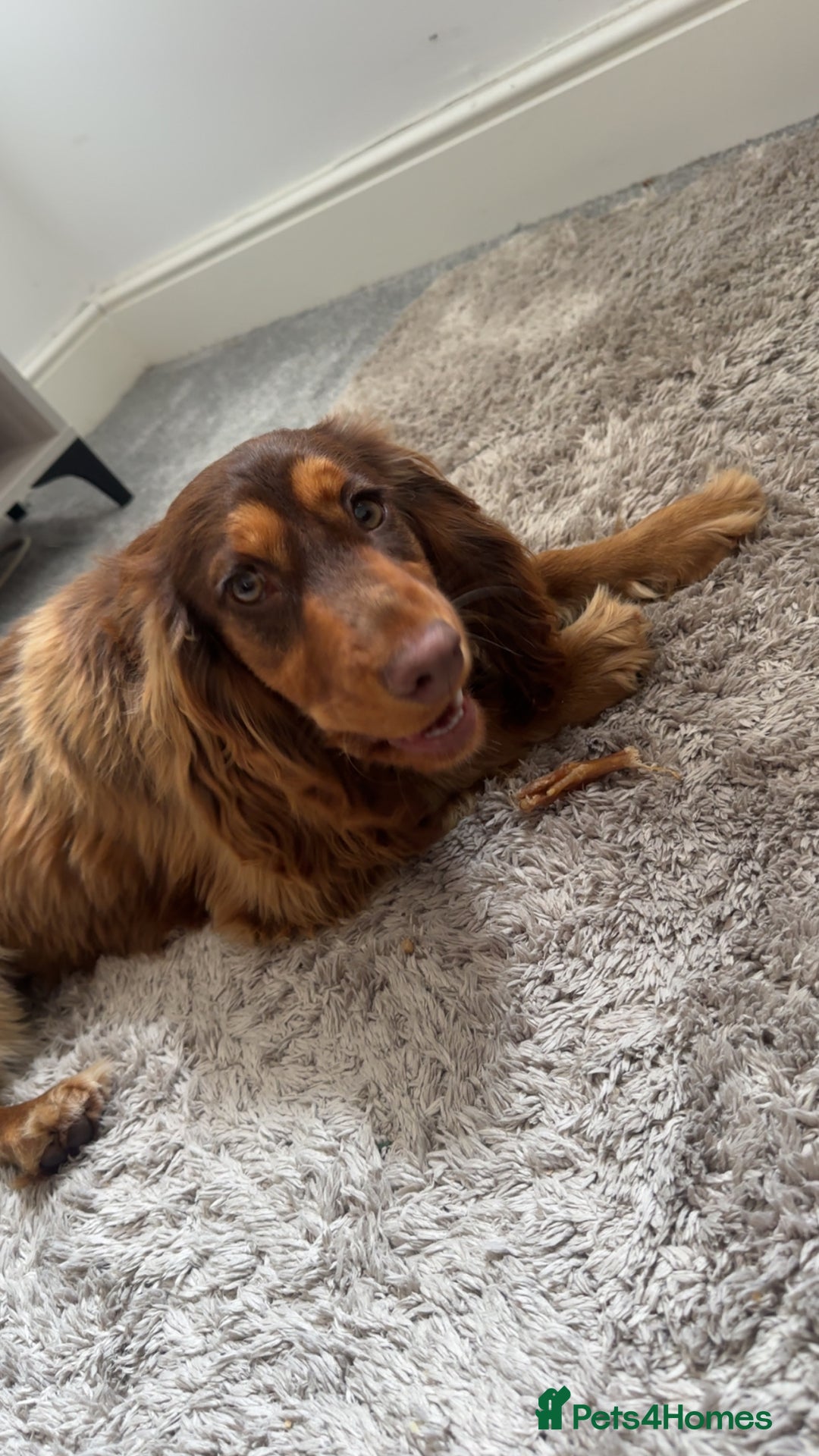Cocker Spaniel dogs for sale: Cocker Spaniel for Sale - Image 2