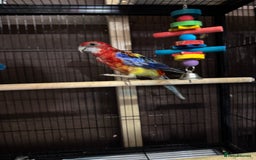 Parakeets birds for sale: Rosella birds PLEASE READ THE ADVERT  - Image 2