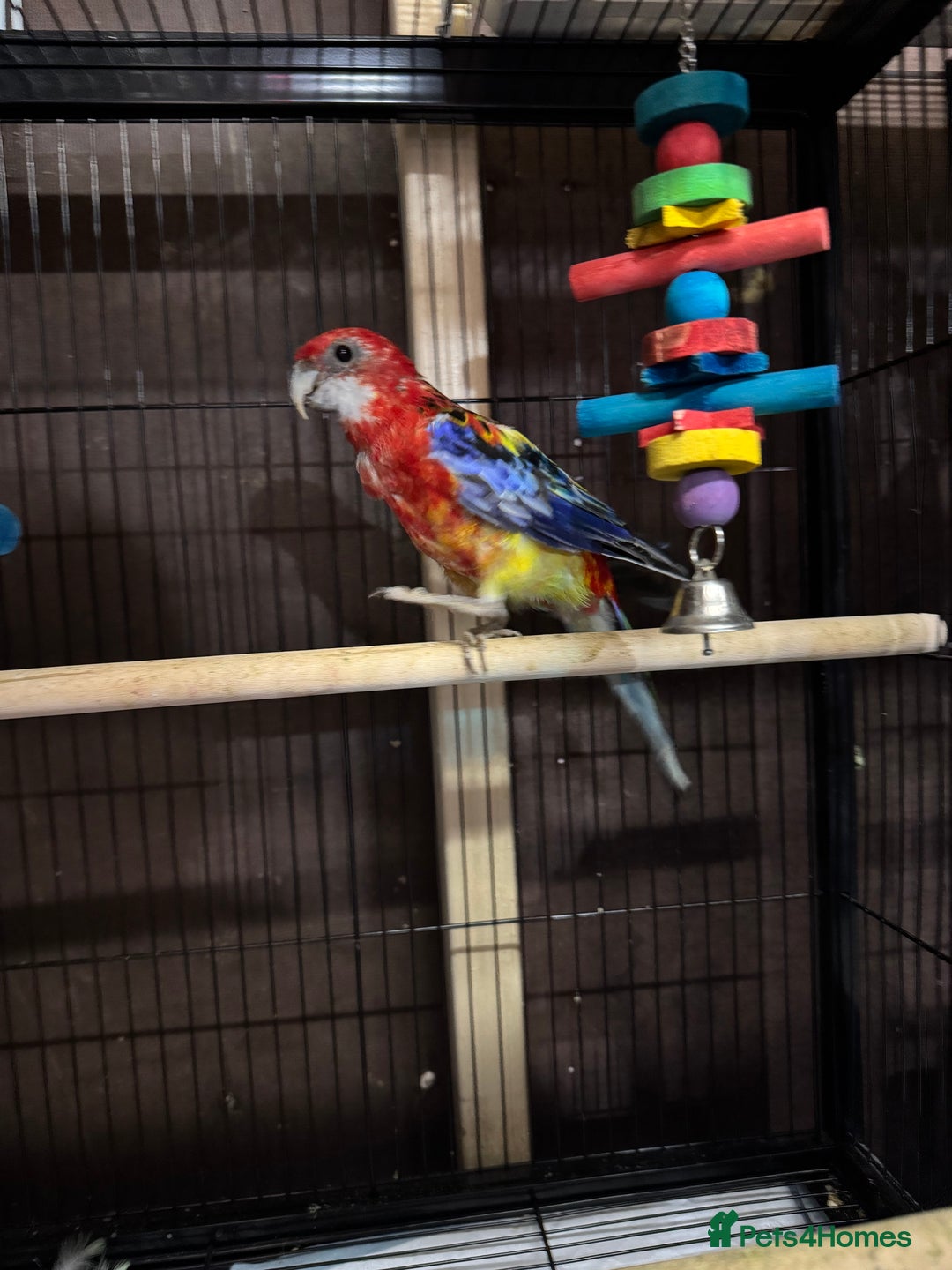 Parakeets birds for sale: Rosella birds PLEASE READ THE ADVERT  - Image 2