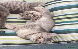 British Shorthair cats for sale: British shorthair kittens  - Image 13