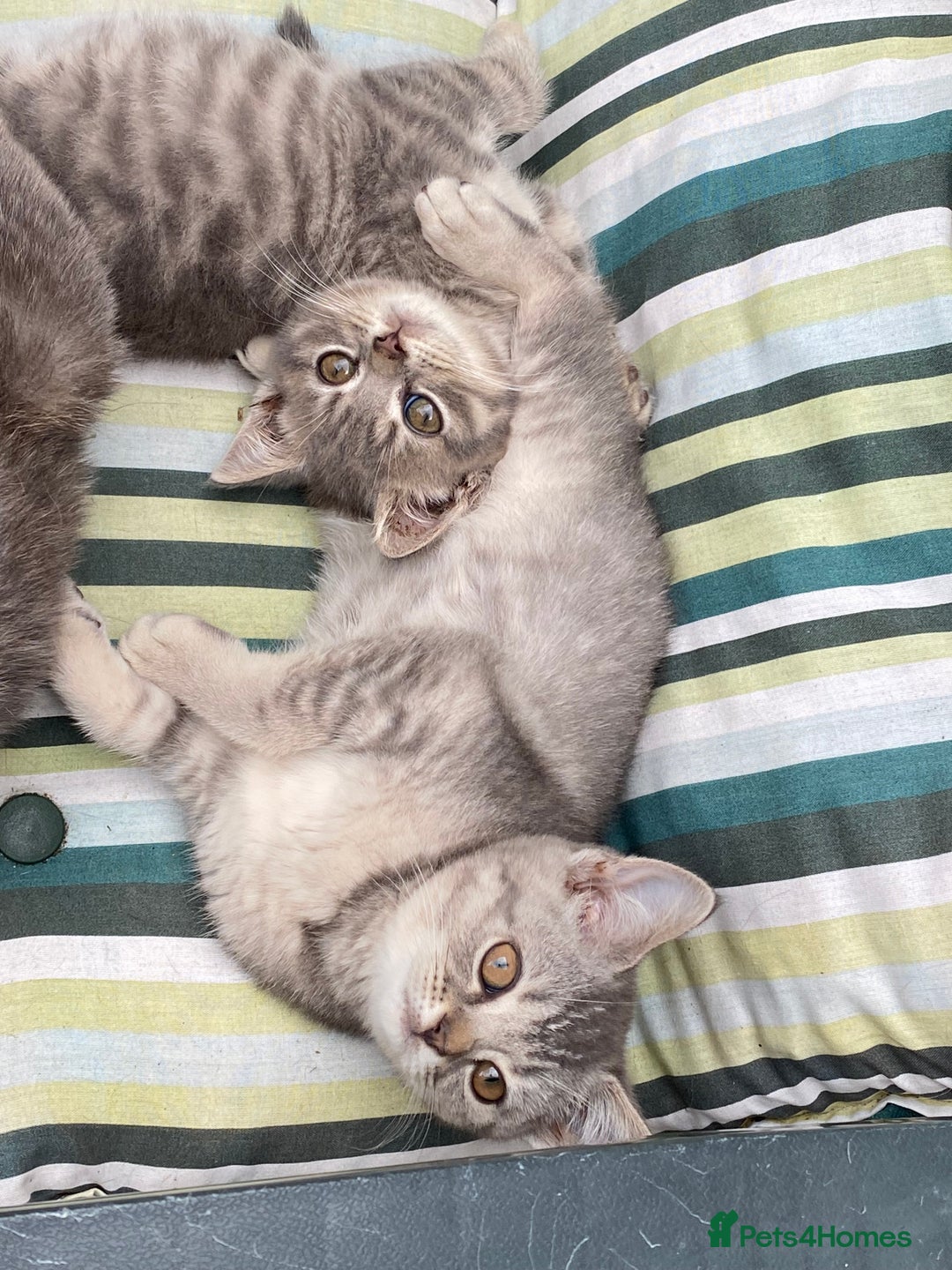 British Shorthair cats for sale: British shorthair kittens  - Image 13