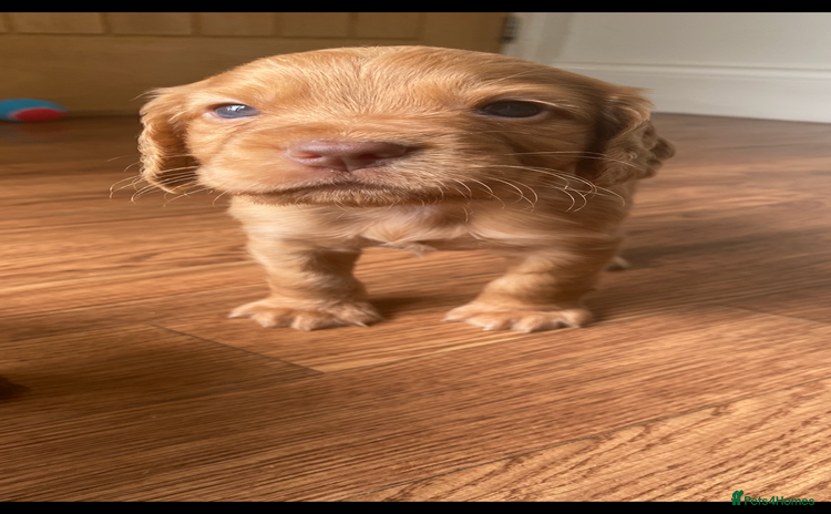 Cocker Spaniel dogs - Advert 2