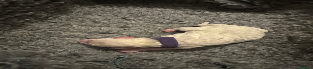 Purple Boy