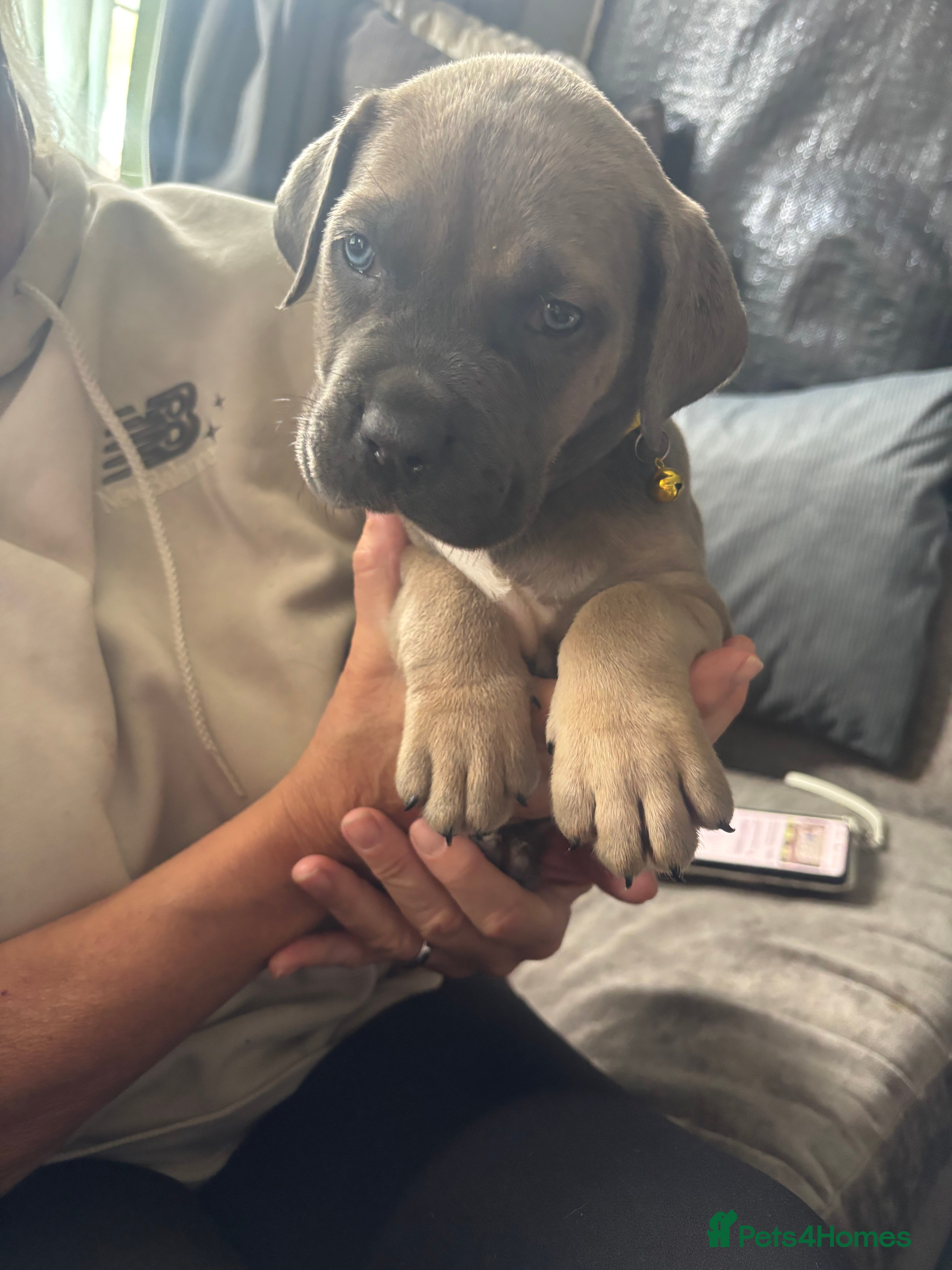 Cane Corso dogs Cane corso - Advert 9