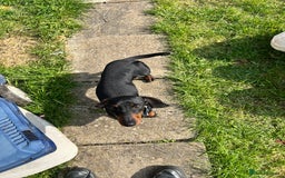 Miniature Dachshund dogs for sale: Black & tan mini dachshund  in Huntingdon - Image 2