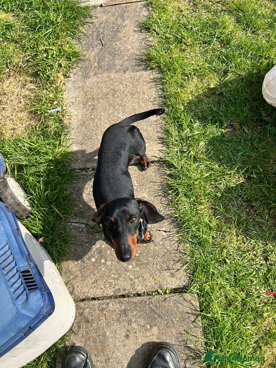 Miniature Dachshund dogs for sale: Black & tan mini dachshund  in Huntingdon - Image 2