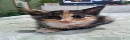 Mixed Breed cats for sale: Beautiful Calico girl - Advert 8