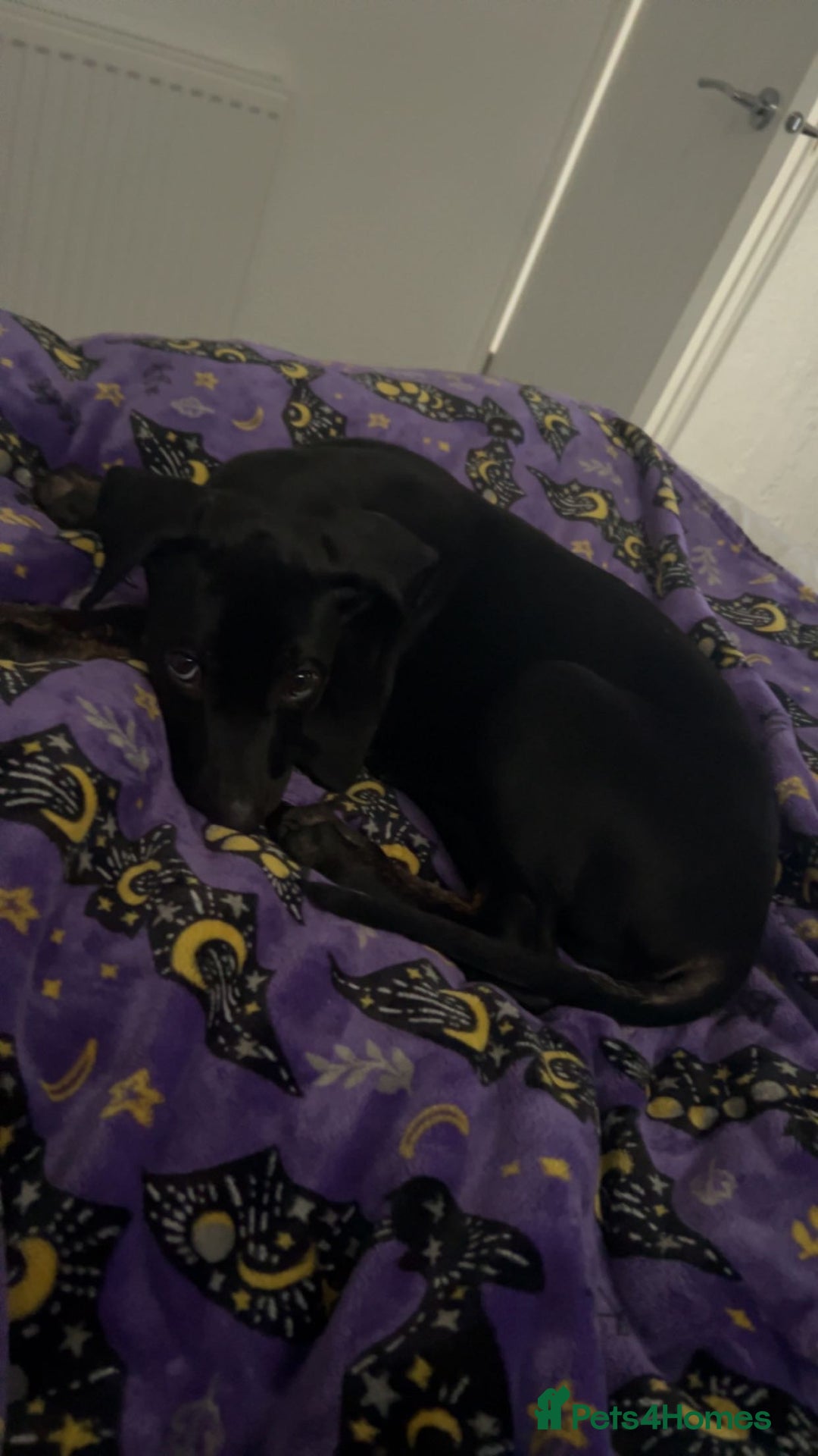 Mixed Breed dogs for sale: Pepper - Advert 2