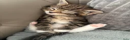 Mixed Breed cats for sale: Tabby and black kittens  - Advert 13