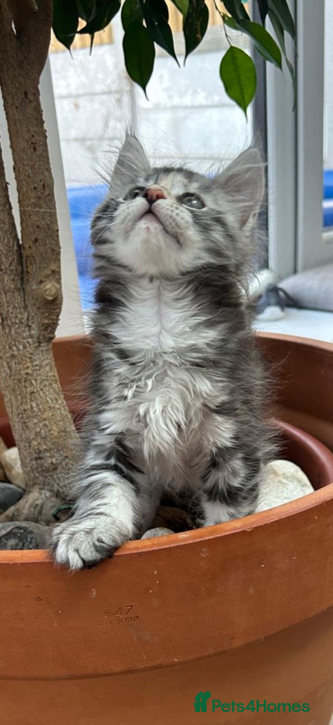 Maine Coon cats for sale: Silver Tortie Tabby Girl Maine Coon Kitten  in Northwich - Image 3