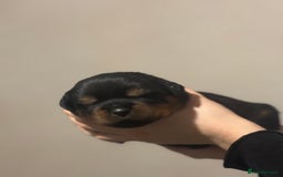 Rottweiler dogs for sale: Rottweiler puppies - Image 12