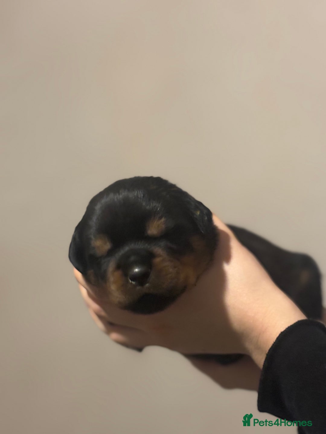 Rottweiler dogs for sale: Rottweiler puppies - Image 12