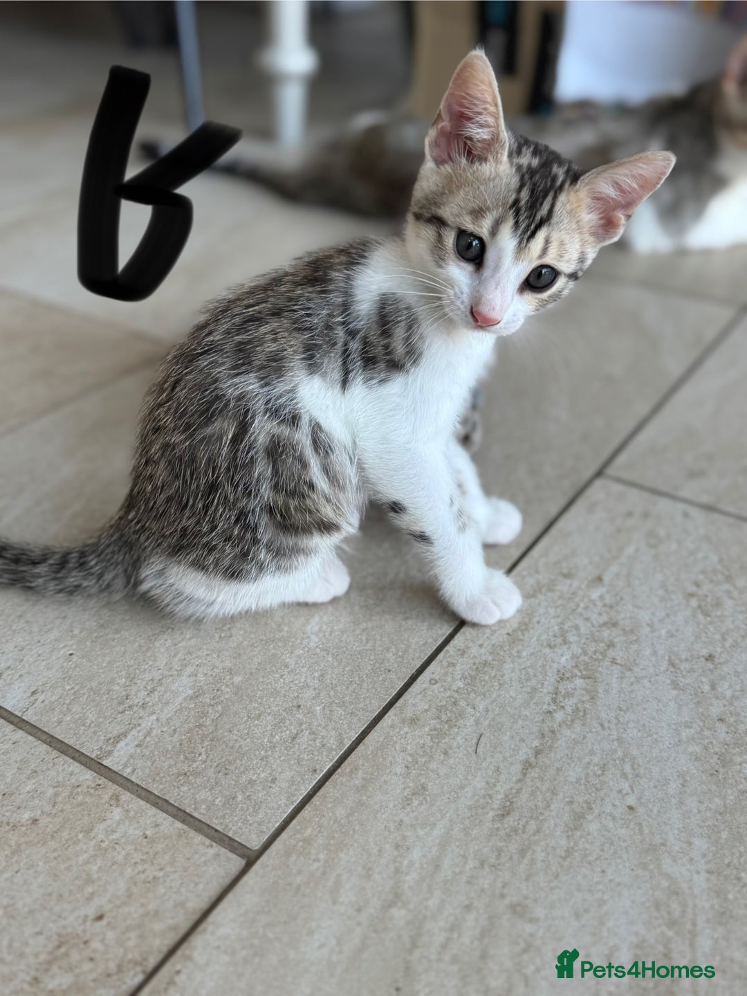 Bengal cats for sale: Bengal kittens  - Image 16