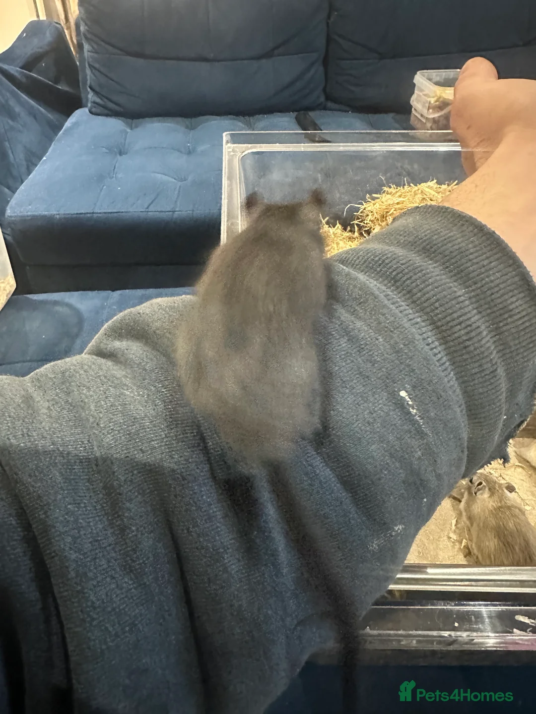 Gerbil rodents for sale: Gerbils in need of a home - Advert 6