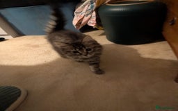 British Shorthair cats for sale: Beautiful British shorthair mix kittens available. - Advert 5