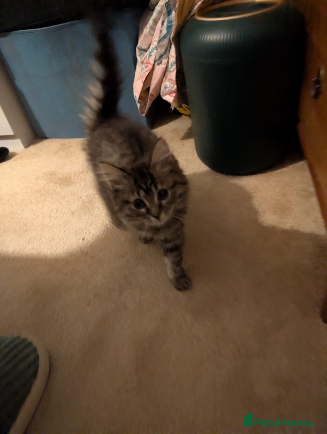 British Shorthair cats for sale: Beautiful British shorthair mix kittens available. - Advert 5