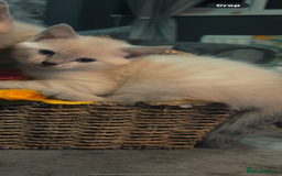 Mixed Breed cats for sale: 2 male kitten - Image 2