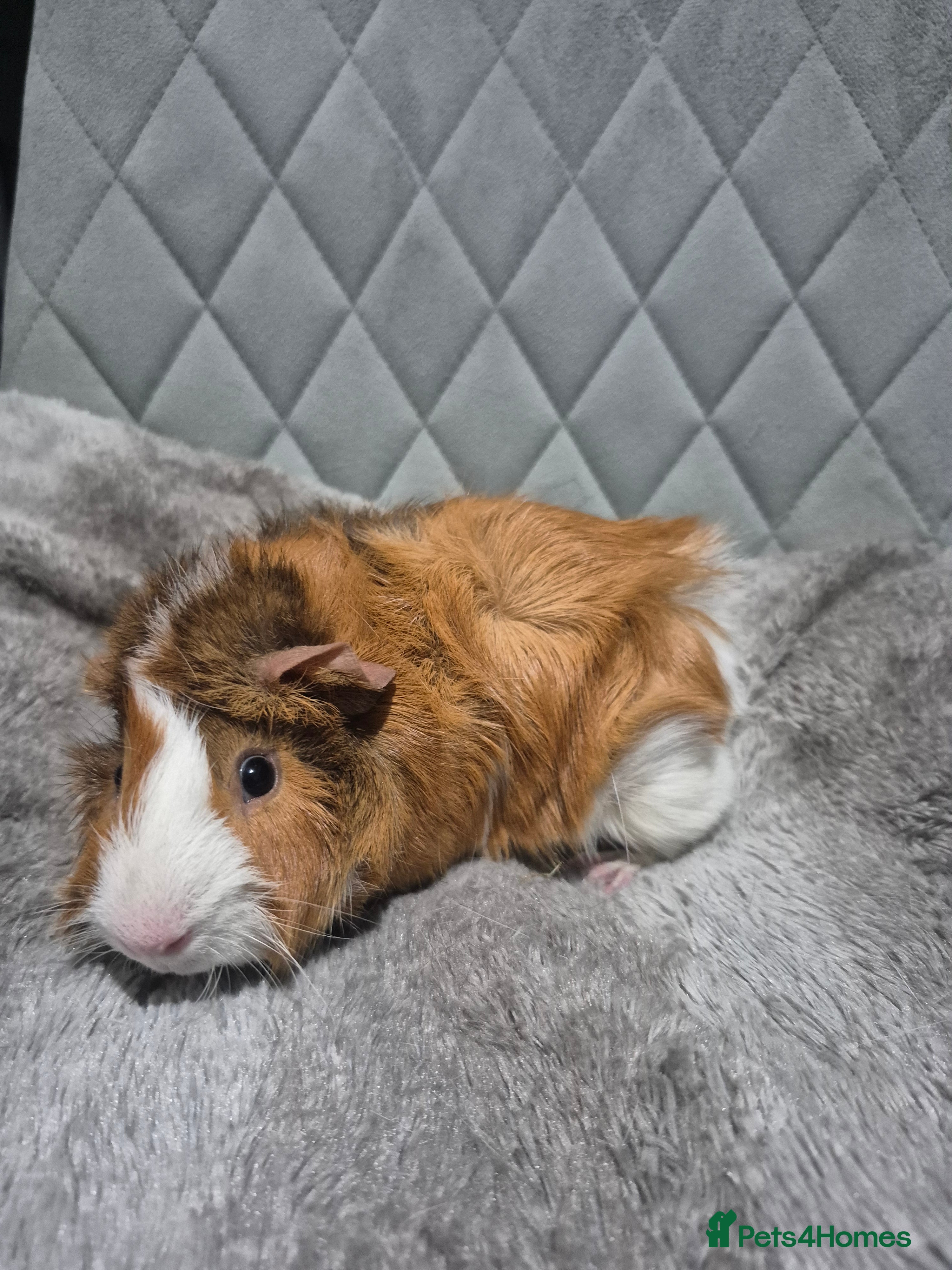 Guinea Pig rodents Baby Guinnea Pigs - Advert 1