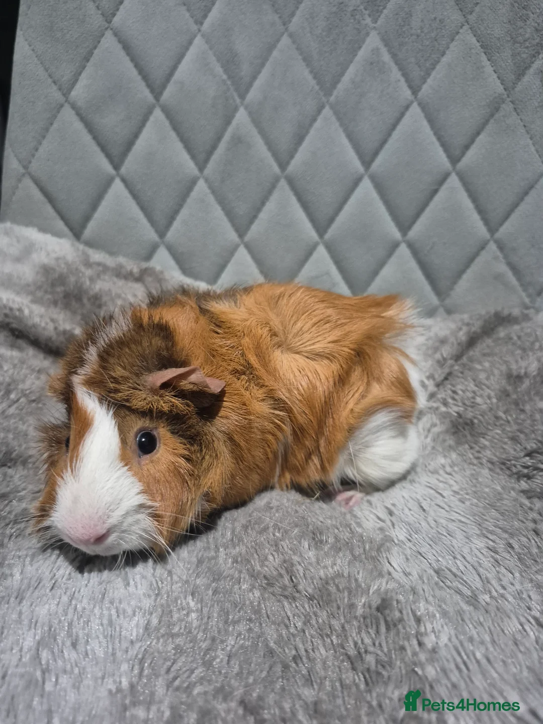 Guinea Pig rodents for sale: Baby Guinnea Pigs - Advert 1