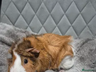 Guinea Pig rodents Baby Guinnea Pigs - Advert 1