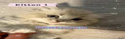 Ragdoll cats for sale: Amazing Ragdoll kittens in Leighton Buzzard - Advert 15