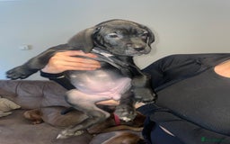 Cane Corso dogs for sale: 9 week old cane corso puppies for sale - Image 4