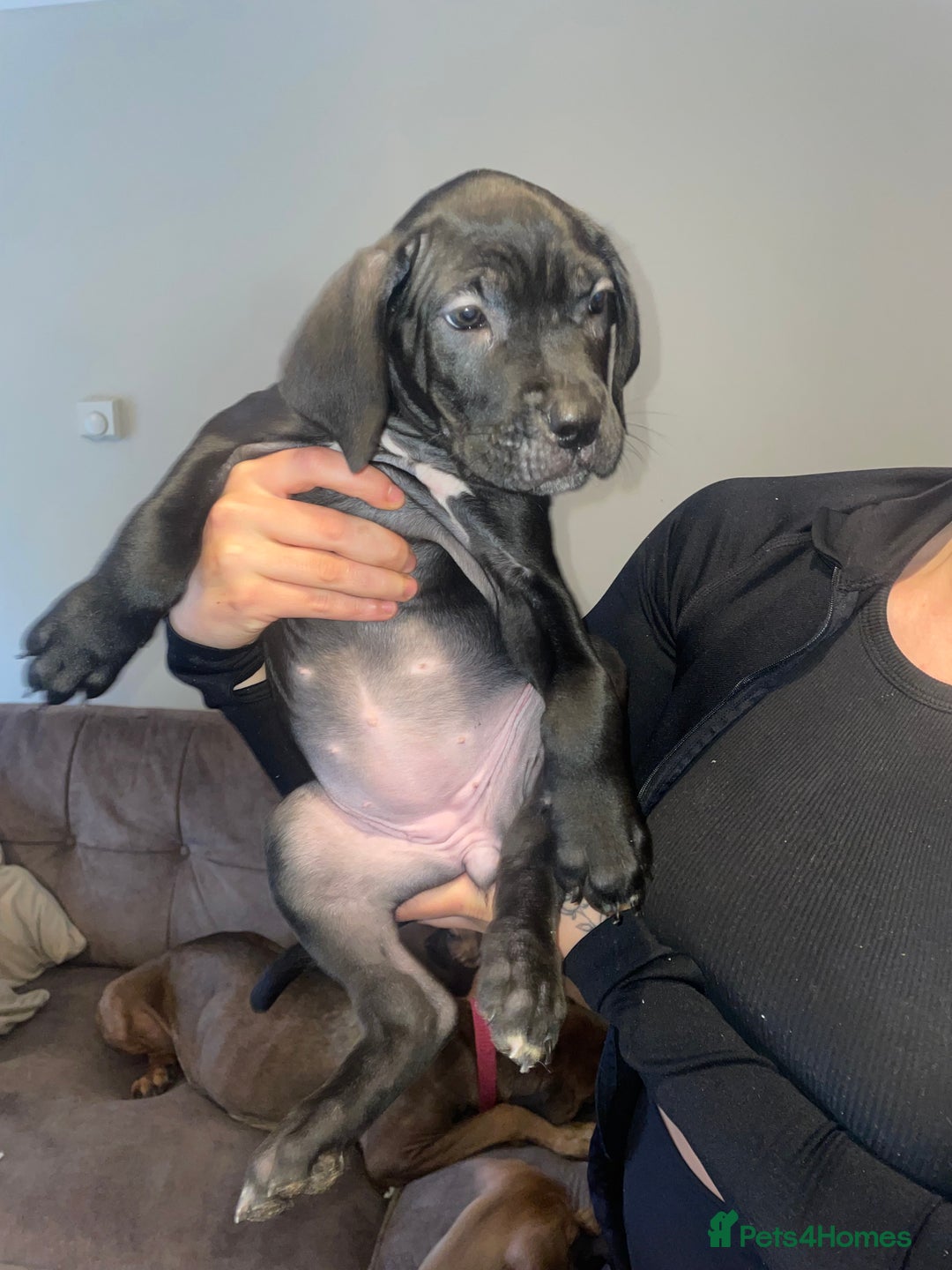 Cane Corso dogs for sale: 9 week old cane corso puppies for sale - Image 4