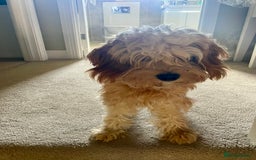 Cavapoo dogs for sale: One year old Female Spayed Apricot Cavapoo  - Image 3