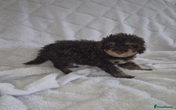 Cockapoo dogs for sale: Stunning cockapoo puppys  - Image 6