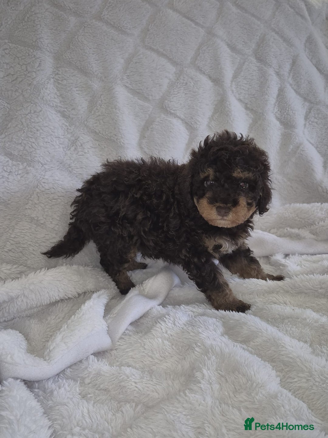 Cockapoo dogs for sale: Stunning cockapoo puppys  - Image 6