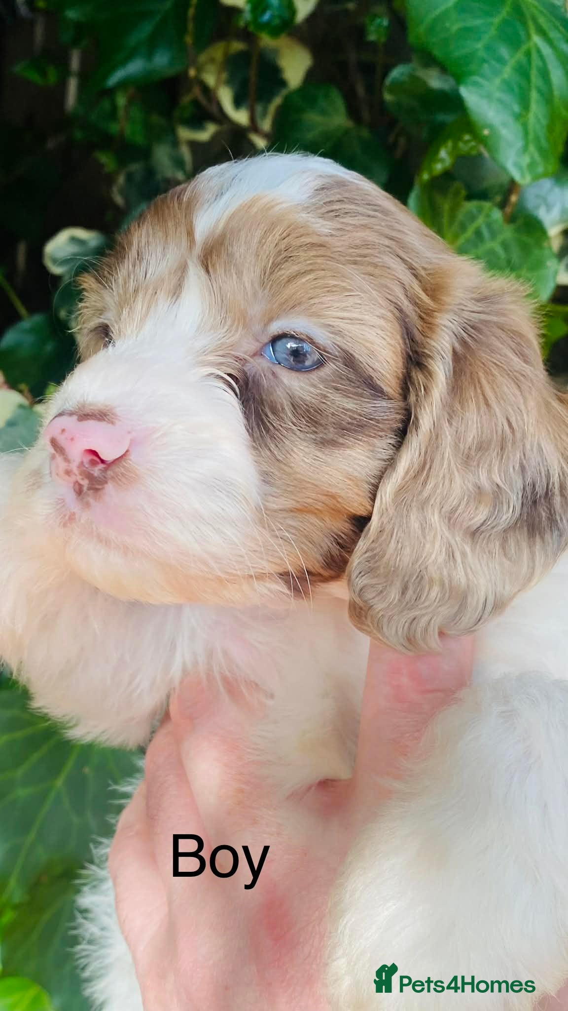 Sproodle dogs 🐶💕Adorable Sprockerpoo Puppies🐶💕 - Advert 1