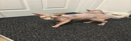 Sphynx cats for sale: TICA registered pedigree sisters in Bampton - Advert 2