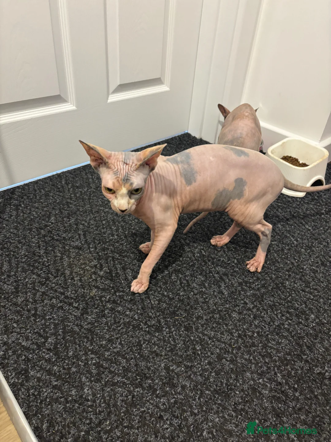 Sphynx cats for sale: TICA registered pedigree sisters in Bampton - Advert 2