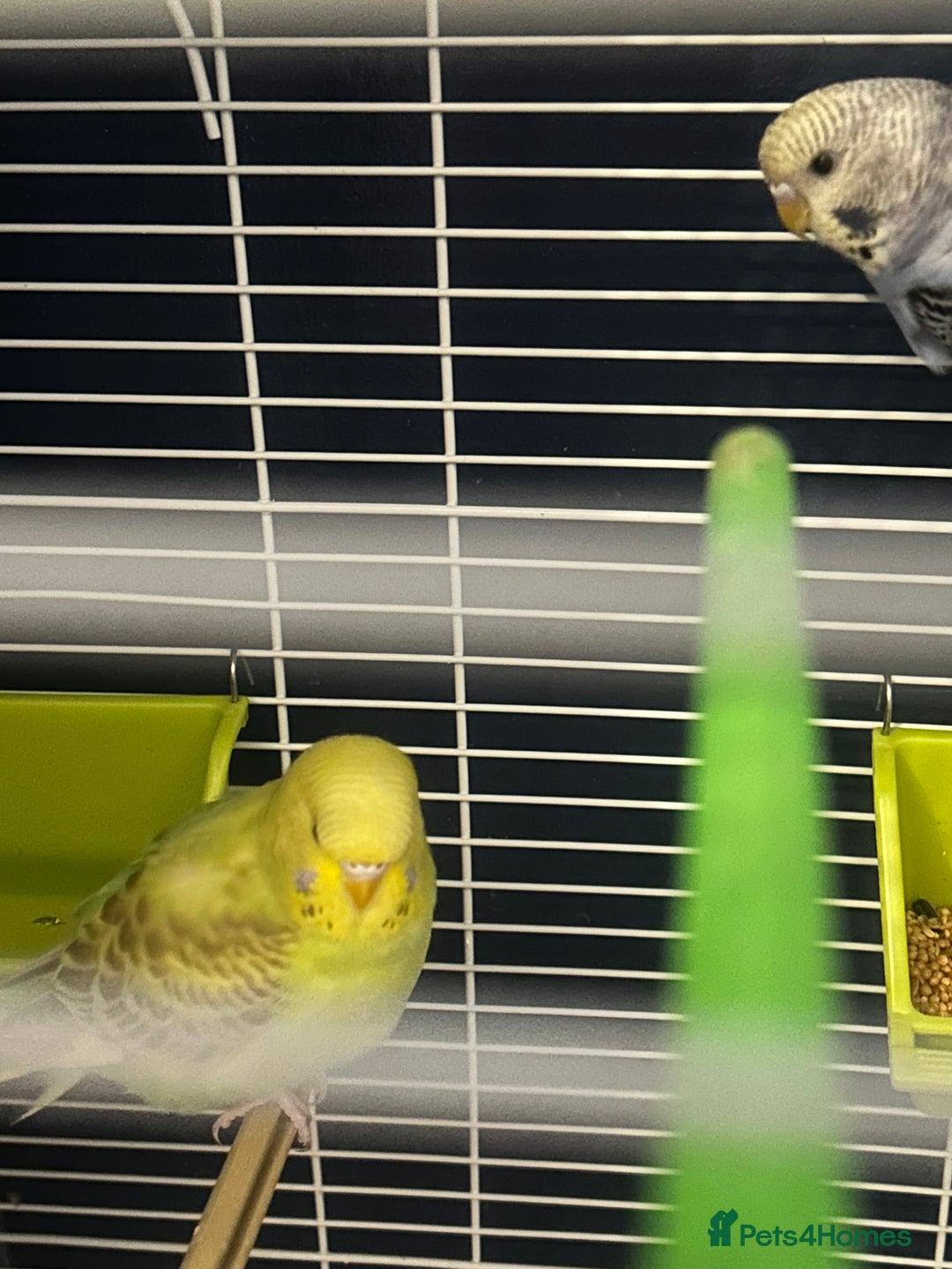 Budgerigars birds for sale: Pair of budgies and cage  - Image 2