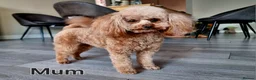 Toy Poodle dogs for sale: Exceptional Tiny Toy Poodle Puppies in Shoreham-by-Sea - Advert 6
