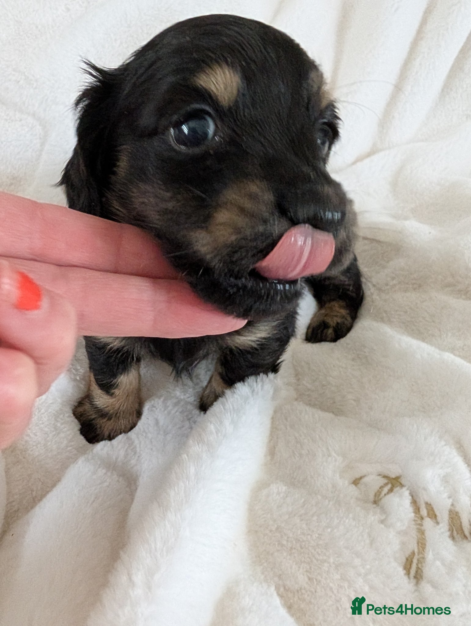 Miniature Dachshund dogs Last little fella stunning LH  - Advert 6
